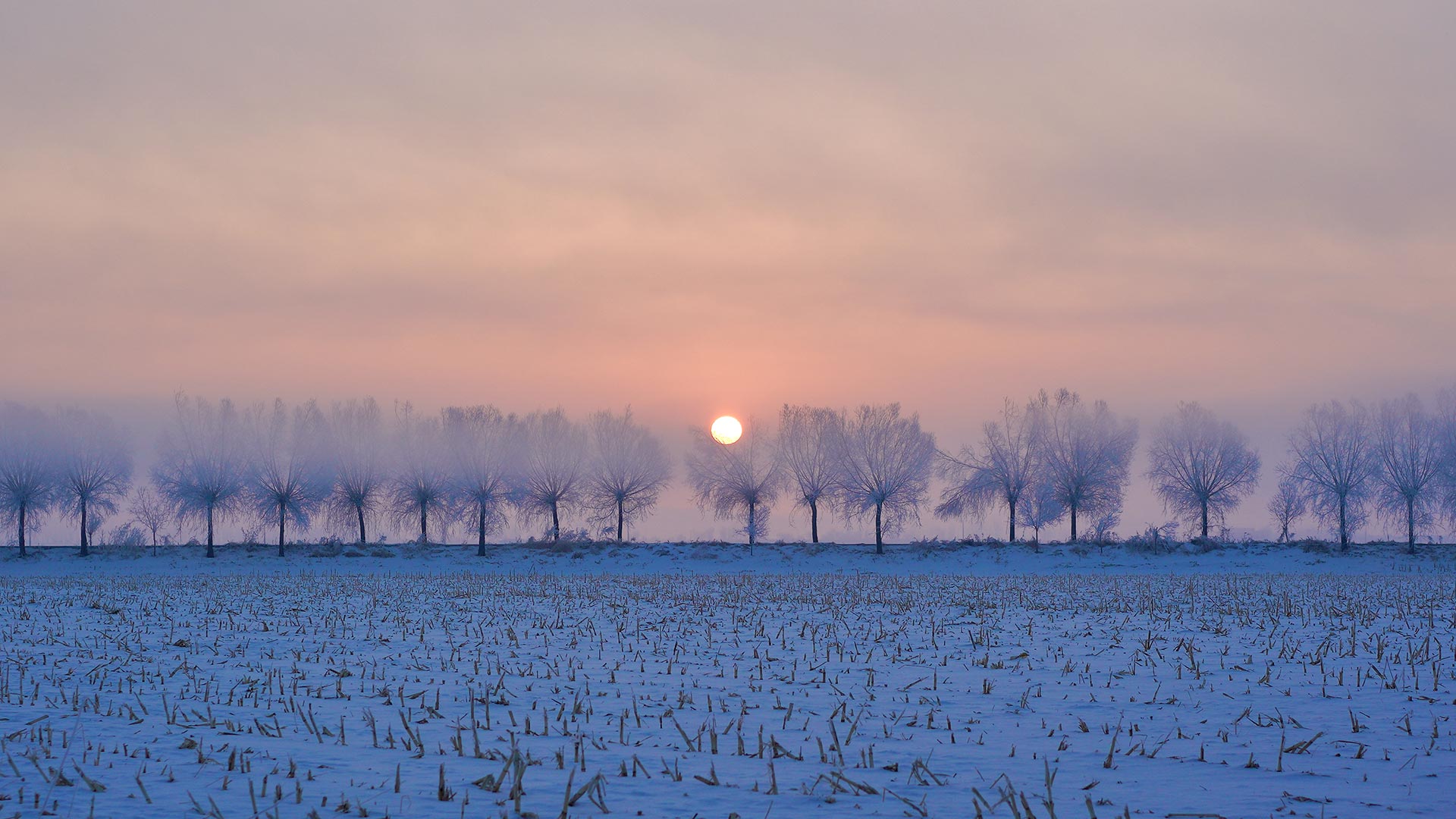 DSC05334 DSC05334
